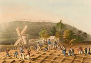1823: Planting Sugar Cane, 1823