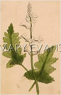 Ursine: PLANTS/ACANTHUS