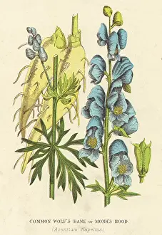 Bane: PLANTS/ACONITUM NAPELLUS