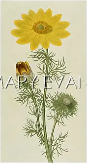 Adonis: PLANTS/ADONIS VERNALIS