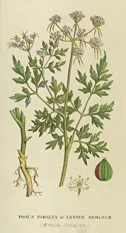 Hemlock: PLANTS/AETHUSA CYNAPIUM