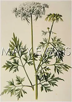 Cynapium: PLANTS/AETHUSA CYNAPIUM