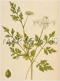 Cynapium: PLANTS/AETHUSA CYNAPIUM