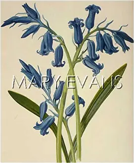 Nutans: PLANTS/AGRAPHIS NUTANS