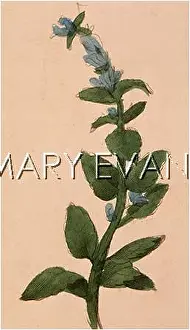 Reptans: PLANTS/AJUGA REPTANS
