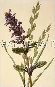 Reptans: PLANTS/AJUGA REPTANS