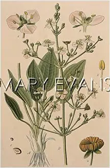 Plantain: PLANTS/ALISMA PLANTAGO