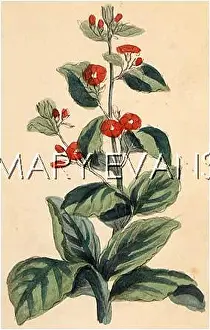 Bugloss: PLANTS/ALKANNA TINCTORIA