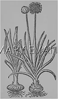 Cepa: PLANTS/ALLIUM CEPA