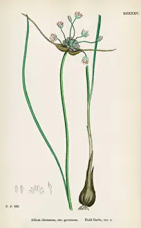 Garlic: PLANTS/ALLIUM OLERACEUM