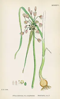 Garlic: PLANTS/ALLIUM OLERACEUM