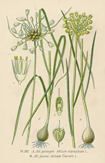 Potager: Plants - Allium Sp