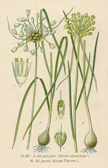 Potager: Plants - Allium Sp