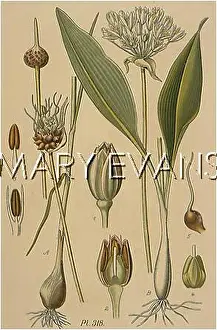 Leek: PLANTS/ALLIUM SP