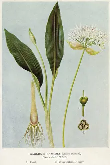 Garlic: PLANTS/ALLIUM URSINUM