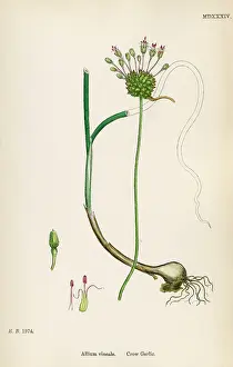 Garlic: PLANTS/ALLIUM VINEALE