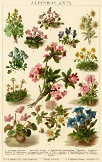 Artemisia: PLANTS/ALPINE PLANTS