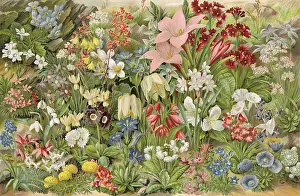 Alpines: PLANTS/ALPINES