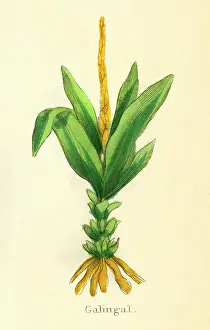 Alpinia: PLANTS/ALPINIA GALANGA