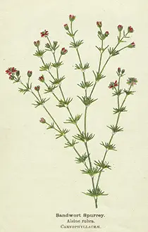 Rubra: PLANTS/ALSINE RUBRA