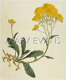 Alyssum: PLANTS/ALYSSUM SAXATILE