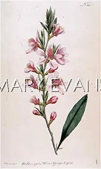 Amygdalus: PLANTS/AMYGDALUS NANA