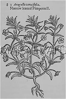 Pimpernel: PLANTS/ANAGALLIS MONELLI