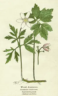 Nemorosa: PLANTS/ANEMONE NEMOROSA