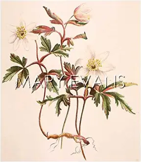 Nemorosa: PLANTS/ANEMONE NEMOROSA
