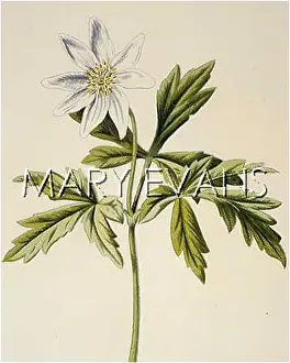 Nemorosa: PLANTS/ANEMONE NEMOROSA
