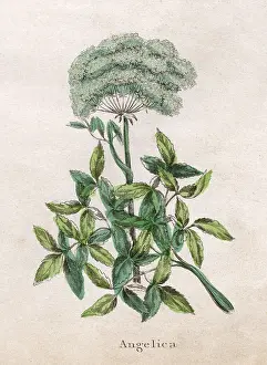 Angelica: PLANTS/ANGELICA