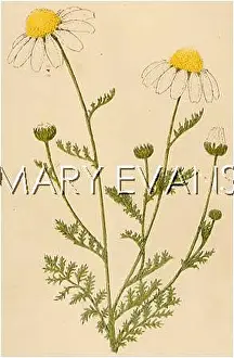Chamomile: PLANTS/ANTHEMIS ARVENSIS