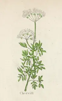 Dioica: PLANTS/ANTHRISCUS DIOICA