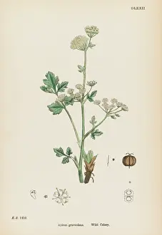 Celery: PLANTS/APIUM GRAVEOLENS