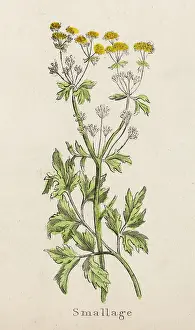 Celery: PLANTS/APIUM GRAVEOLENS