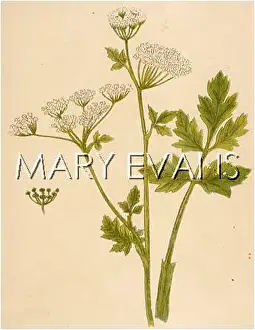 Celery: PLANTS/APIUM GRAVEOLENS