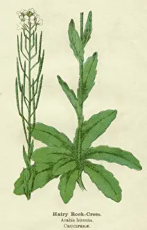 Cress: PLANTS/ARABIS HIRSUTA