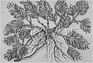 Arbutus: PLANTS/ARBUTUS UVA URSI