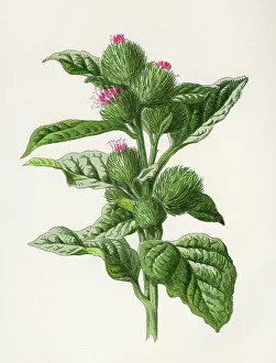Burdock: PLANTS/ARCTIUM LAPPA