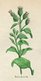 Burdock: PLANTS/ARCTIUM LAPPA
