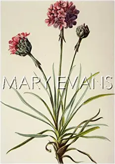Armeria: PLANTS/ARMERIA MARITIMA