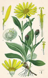 Bane: PLANTS/ARNICA MONTANA