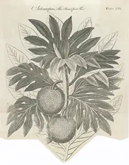 Artocarpus: PLANTS/ARTOCARPUS INCISA
