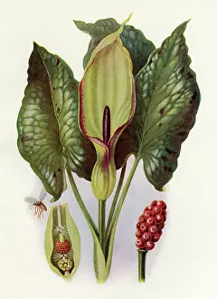 Maculatum: PLANTS/ARUM MACULATUM