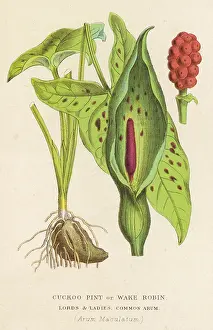 Pint: PLANTS/ARUM MACULATUM