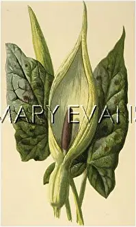 Maculatum: PLANTS/ARUM MACULATUM
