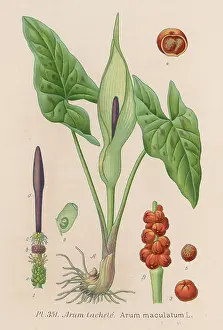 Maculatum: Plants - Arum Maculatum - Cuckoo-pint