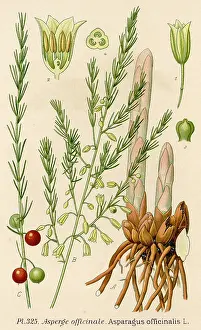 Officinalis: PLANTS/ASPARAGUS