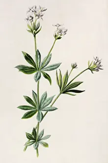 Woodruff: PLANTS/ASPERULA ODORATA