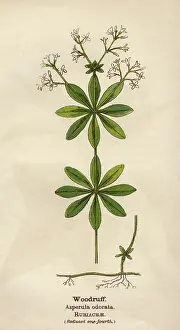 Woodruff: PLANTS/ASPERULA ODORATA